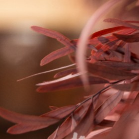 detail de feuillage eucalyptus nicoli rouge sur fond flou