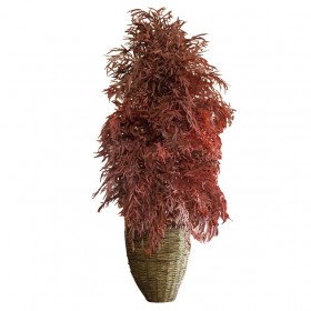 large plante eucalyptus nicoly au feuillage rouge sur fond blanc dans un pot de paille