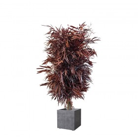 plante eucalyptus nicoly eu feuillage rouge  dans un pot carré gris