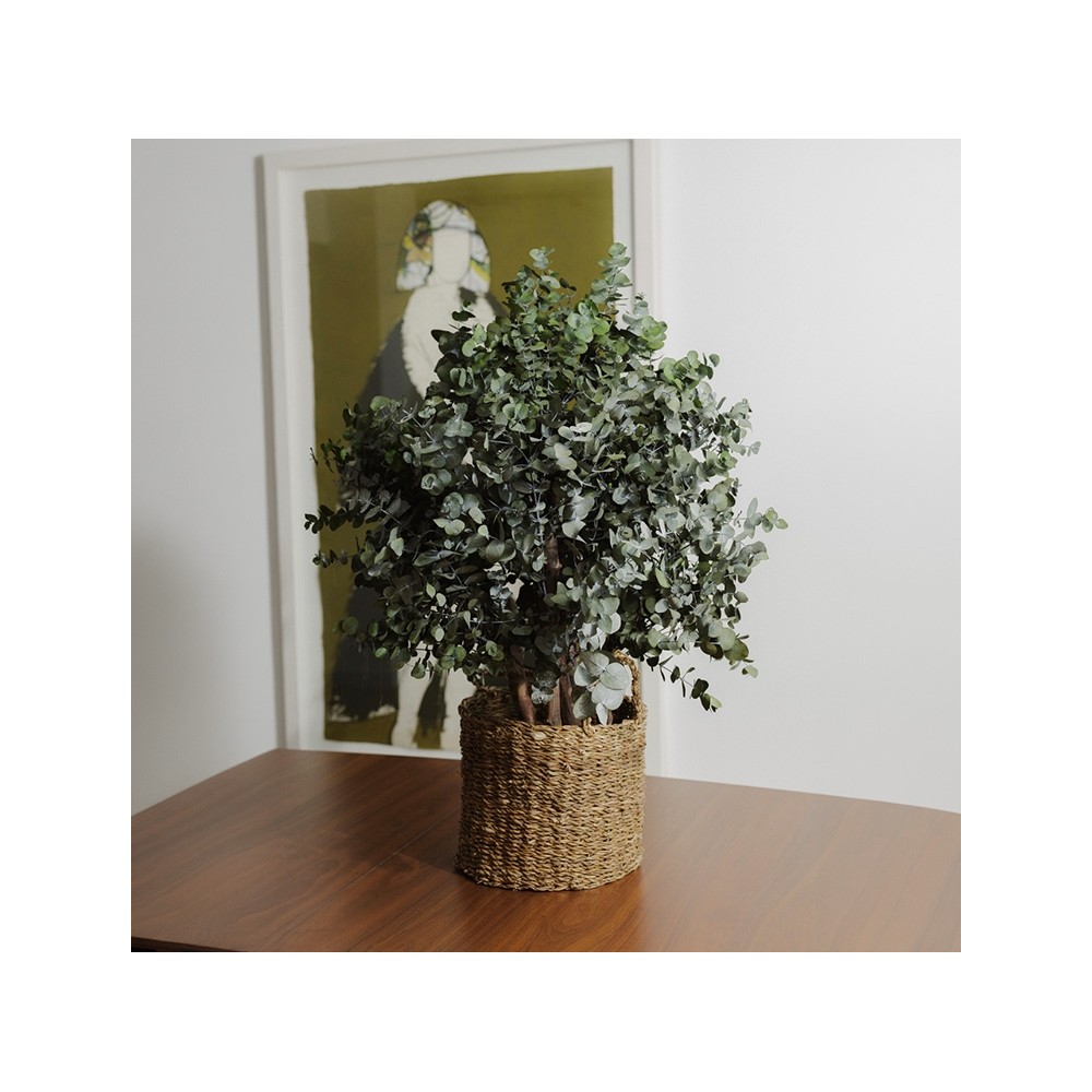 Arbuste stabilisé CYNEREA - feuillage naturel stabilisé - décoration intérieure zéro arrosage - Deco-Vegetale