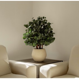 Arbuste stabilisé POPULUS - feuillage naturel stabilisé - décoration intérieure sans entretien - Deco-Vegetale