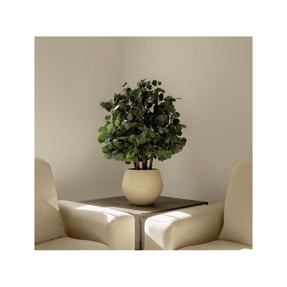 Arbuste stabilisé POPULUS - feuillage naturel stabilisé - décoration intérieure sans entretien - Deco-Vegetale