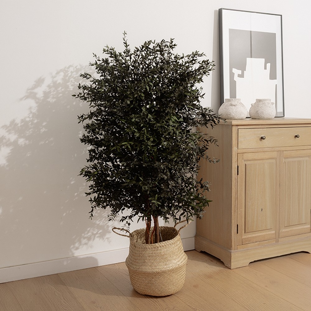 Plante stabilisée parvifolia - plante naturelle grand format - zéro entretien - Deco-Vegetale