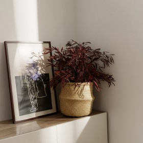 Plante stabilisée en pot nicoly rouge - feuillage naturel stabilisé - Deco-Vegetale
