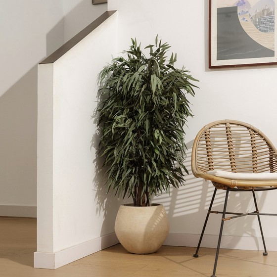 Plante stabilisée eucalyptus pendula droit - grand format naturel stabilisé - Deco-Vegetale