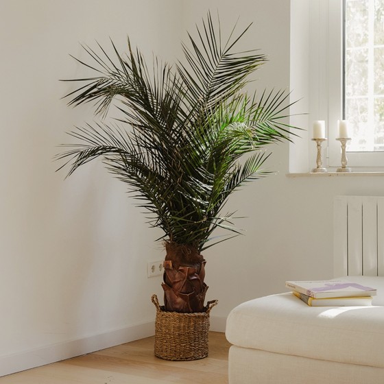 Plante stabilisée palmier phoenix - grand format naturel stabilisé - décoration intérieure - Deco-Vegetale