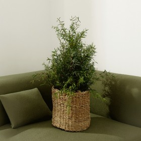 Plante stabilisée en pot leptonium - plante naturelle stabilisée - zéro arrosage - Deco-Vegetale