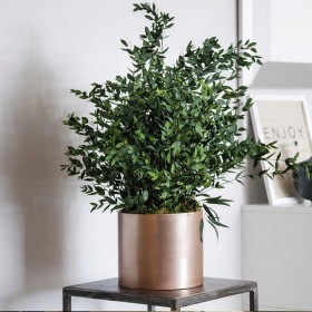 Plante stabilisée en pot parvifolia - plante naturelle stabilisée - décoration intérieure - Deco-Vegetale