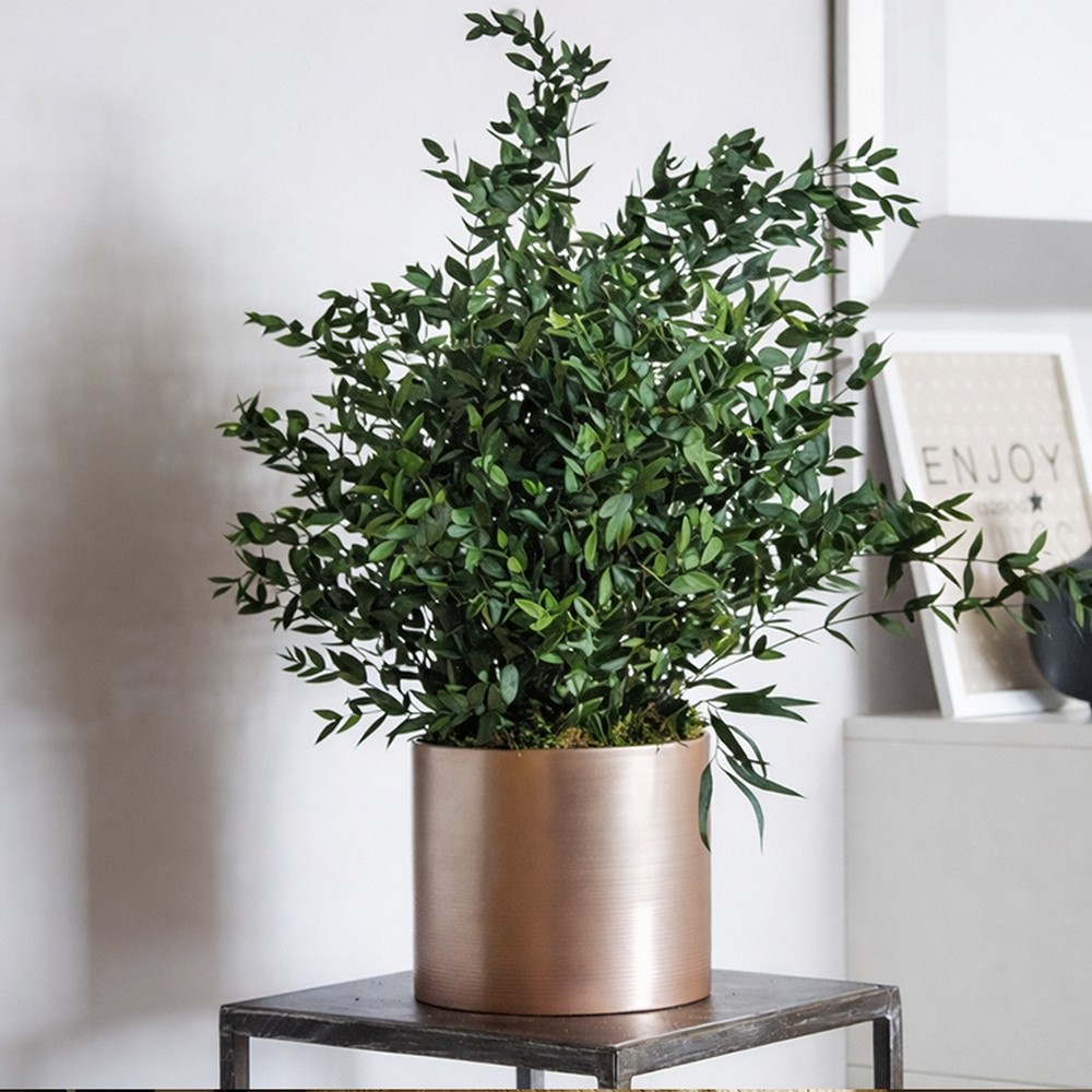 Plante stabilisée en pot parvifolia - plante naturelle stabilisée - décoration intérieure - Deco-Vegetale