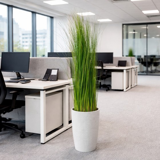 Plante stabilisée en pot gynerium - plante naturelle stabilisée - décoration intérieure - Deco-Vegetale
