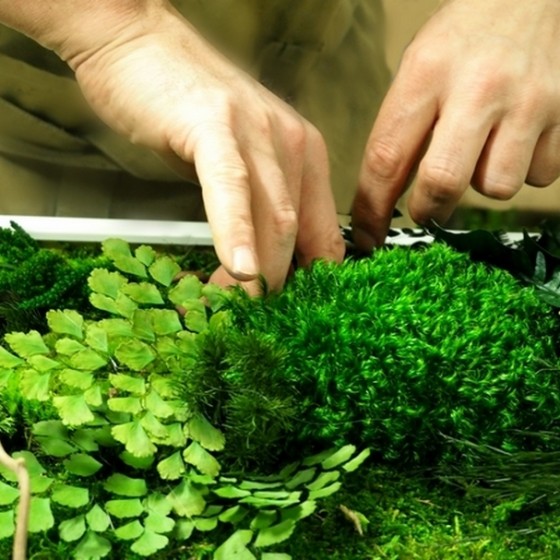 Tableau végétal stabilisé sur mesure - création unique faite main - plantes naturelles stabilisées - Deco-Vegetale