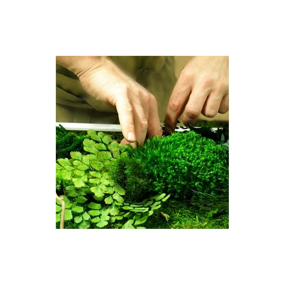 Tableau végétal stabilisé sur mesure - création unique faite main - plantes naturelles stabilisées - Deco-Vegetale