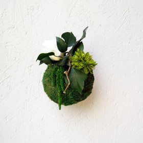 Kokedama stabilisé Tenju-an - boule de mousse japonaise - plante naturelle stabilisée - Deco-Vegetale