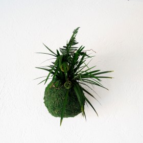 Composition Florale Stabilisée Kokedama Nezu-Jinja Création Originale de Déco Végétale