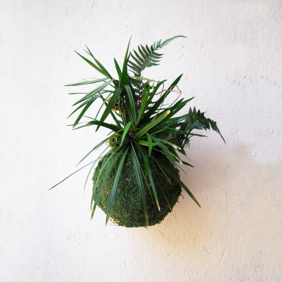 Kokedama stabilisé Nezu-Jinja - boule de mousse japonaise - plante naturelle stabilisée - Deco-Vegetale