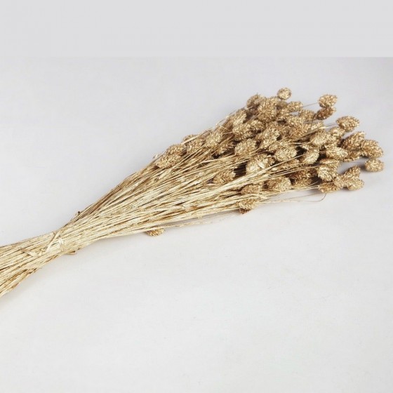 Bouquet de phalaris séché doré – Deco-Vegetale, décoration florale naturelle stabilisée