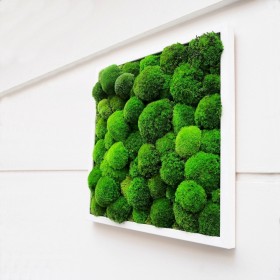 Tableau végétal stabilisé GREEN STAR  composition végétale de mousse naturelle stabilisée