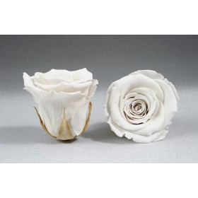 Rose éternelle stabilisée blanche vue de face et de profil