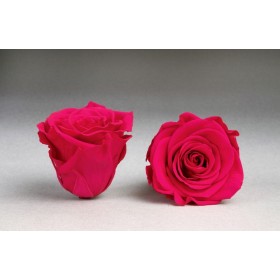 Rose éternelle stabilisée fuschia vue de face et de profil