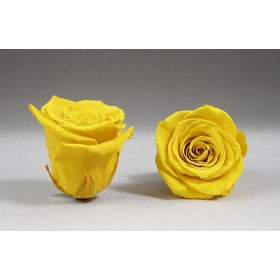 vue de face et de profil d'une Rose éternelle stabilisée jaune