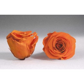 Rose éternelle stabilisée orange vue de face et de profil
