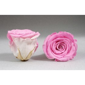 Rose éternelle stabilisée rose vue de face et de profil