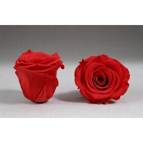vue de face et de profil d'une Rose éternelle stabilisée rouge