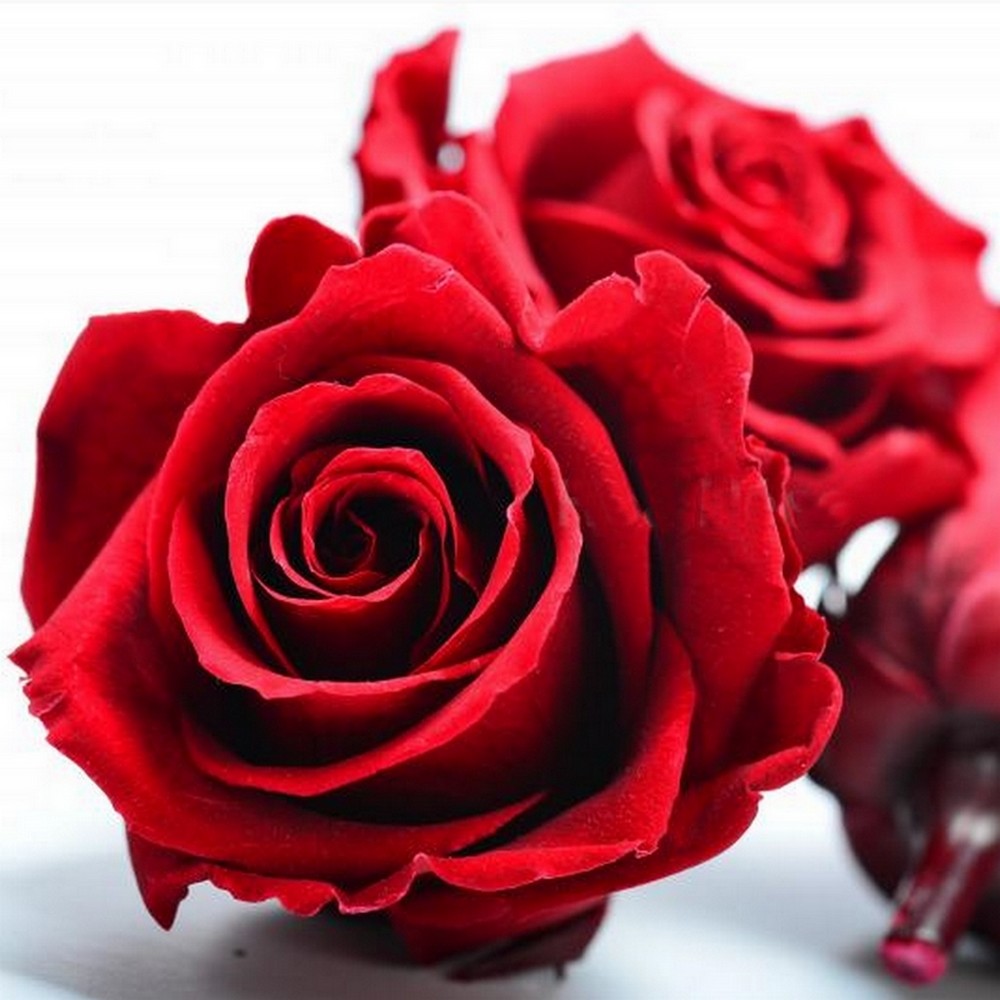 gros plan de Rose éternelle stabilisée rouge à ajouter à un tableau végétal