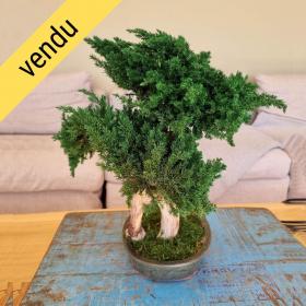 Bonsaï juniperus stabilisé YUGEN - plante naturelle stabilisée posé sur une table basse