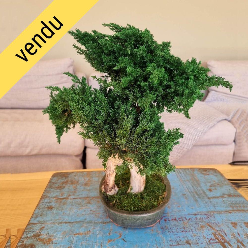 Bonsaï juniperus stabilisé YUGEN - plante naturelle stabilisée posé sur une table basse
