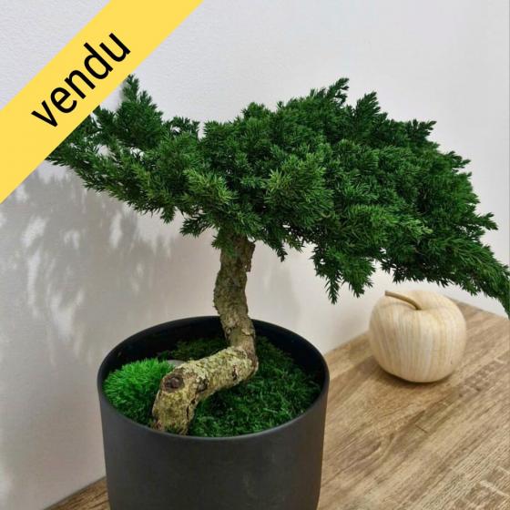 Bonsaï juniperus stabilisé KANSO - plante naturelle stabilisée - simplicité japonaise - zéro arrosage