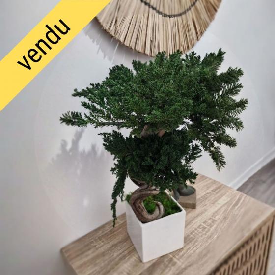 Bonsaï juniperus stabilisé DATSUSOKU - plante naturelle stabilisée - art japonais - zéro entretien