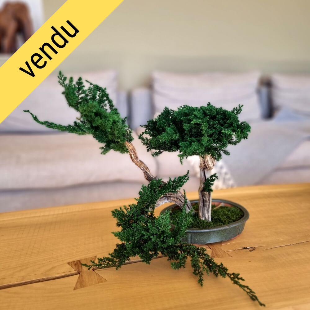 Bonsaï juniperus stabilisé FUKINSEI - plante naturelle stabilisée - esthétique japonaise