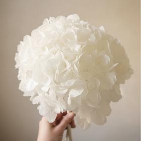 gros plan d'une tete d'hortensia blanc stabilisé
