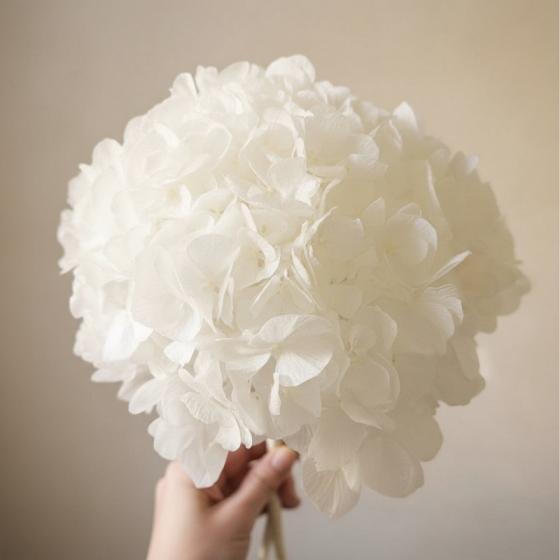 gros plan d'une tete d'hortensia blanc stabilisé