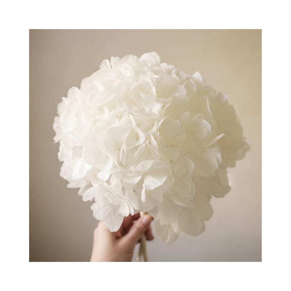 gros plan d'une tete d'hortensia blanc stabilisé