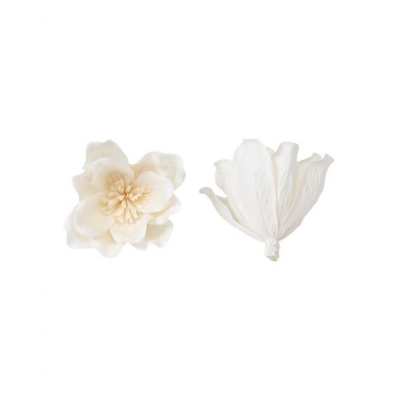 Vue de face et de profil d'une fleur de sola Magnolia naturelle
