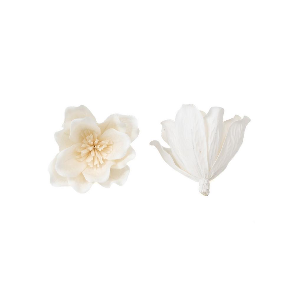 Vue de face et de profil d'une fleur de sola Magnolia naturelle