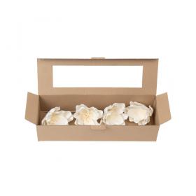Boîte de présentation de fleurs de sola Magnolia naturelles
