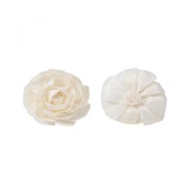 Vue de face et de profil d'une fleur de sola Camélia naturelle