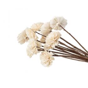 Fleurs de sola Dahlia avec longues tiges pour compositions florales