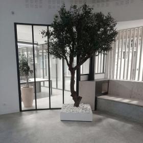 Olivier artificiel géant en pot carré blanc avec galets décoratifs installé dans un salon d'acceuil bancaire avec verrière.