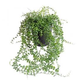 Chute de Callisia artificielle retombante présentée dans un pot noir sur fond blanc