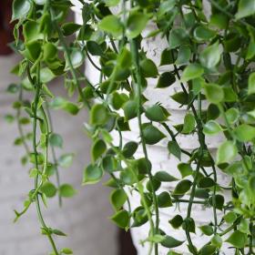 Gros plan sur le feuillage vert d'une chute de Callisia artificielle