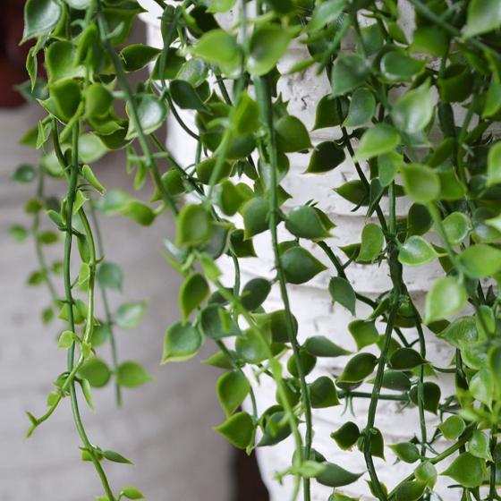 Gros plan sur le feuillage vert d'une chute de Callisia artificielle