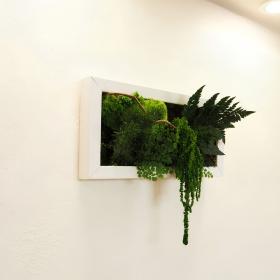 Tableau végétal stabilisé CURLY SUE  végétaux naturels stabilisés posé au mur avec eclairage spot