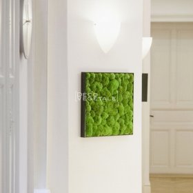 Tableau végétal en mousses boules stabilisées dans un intérieur
