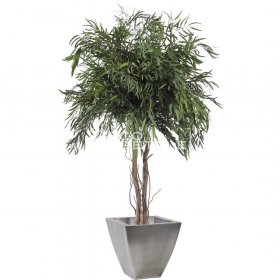 plante stabilisée
