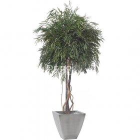 plante stabilisée