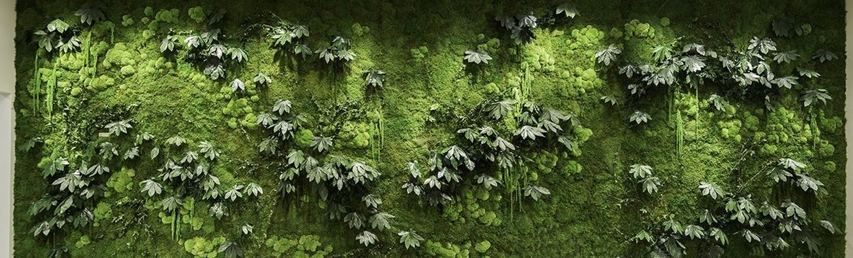 Natural stabilized plant walls without maintenance, water or light